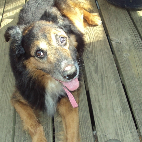 Dogs & Kids - Picture 2 of 16